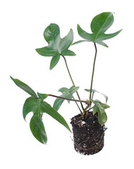 Philodendron pedatum (syn. P. quercifolium) or Oak Leaf Philodendron isolated on white background