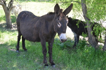 Late Spring in South Dakota: 'Wild' Donkeys of the Black Hills