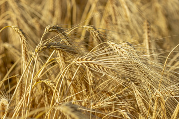 Fototapeta premium Champs de blé