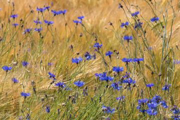 Blüten der Kornblume (Centaurea cyanus) in einem Gerstenfeld