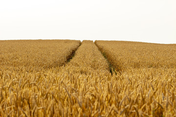 Champs de blé