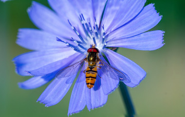 Gingerbread, useful insect sits on a blue flower of chicory flower