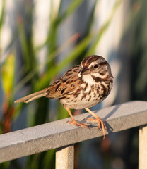 Pretty Bird