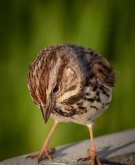 Pretty Bird