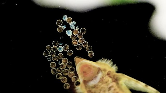 Nice macro video where wildfish male of the Sturisoma panamense is eating his baby embrion from the caviar.