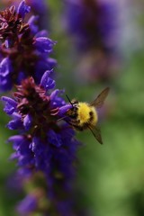 Abeille sur une fleur mauve