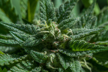 Closeup of a Cannabis plant flower bud