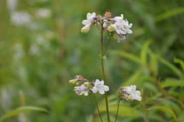 Purple and White flowers in a field
