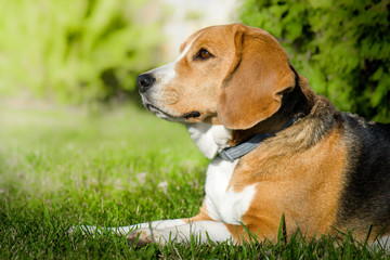 Beagle dog lying on the green grass.