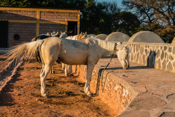 working horses waiting to be unsaddled at sundown