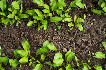 Image of young green leaves in garden bed. Picture with gardening, healthy food concept. Selective focus. Space for text.
