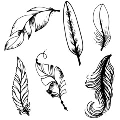 Obraz premium A set of stylized feathers in black