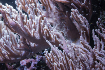 The colt Coral.