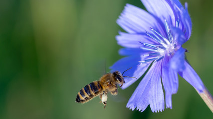 Yellow and black honey bee pollinating a blue wild flower, Cichorium Chicory close up