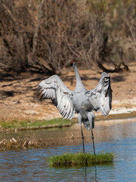 Juvenile Brolga Dancing (Grus rubicunda).  Maree, South Australia, Australia
