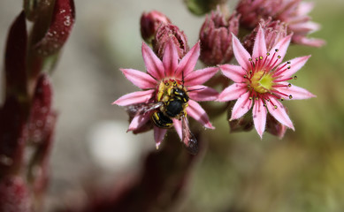 Anthidium manicatum, commonly called the European wool carder bee