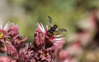 Anthidium manicatum, commonly called the European wool carder bee