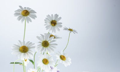 chamomile flower isolated on white background selective focus