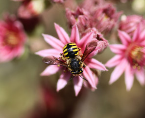 Anthidium manicatum, commonly called the European wool carder bee
