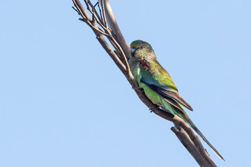 Mulga Parrot (Psephotus varius). Walpeup, Victoria, Australia