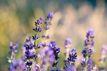 lavender on a background of golden grasses