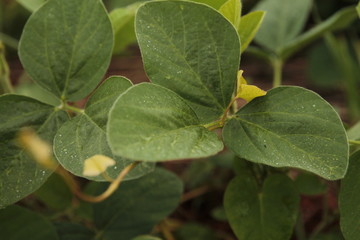 Bean plantation agriculture