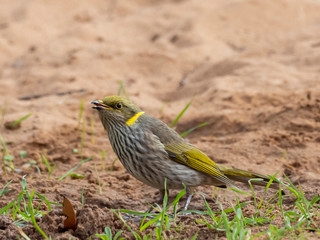 Yellow-plumed Honeyeater (Lichenostomus ornatus). Walpeup, Victoria, Australia