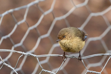 Buff-rumped Thornbill (Acanthiza reguloides) race 