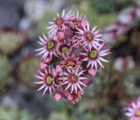 common Houseleek (Sempervivum tectorum) flower, also known as Hens and Chicks, blooming during spring