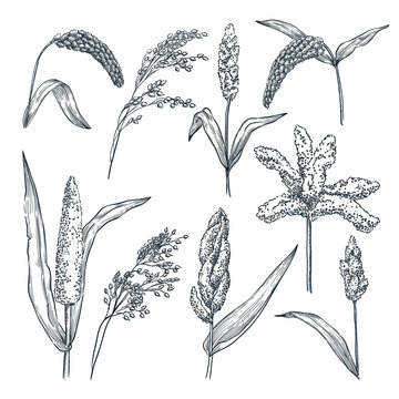 Different type of millet cereal spikelets. Vector hand drawn sketch illustration. Grain crop, agriculture food products
