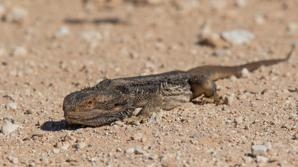 Central Bearded Dragon (Pogona vitticeps). Walpeup, Victoria, Australia
