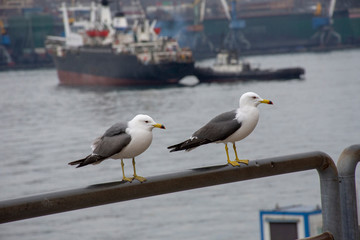 Vladivostok. Seagulls on the shore of the Golden horn (Zolotoy Rog)