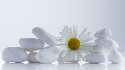Fototapeta na wymiar Flower daisies on a white stones pyramid for spa, a holiday concept, or chamomile tea.