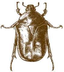 engraving drawing illustration of flower chafers
