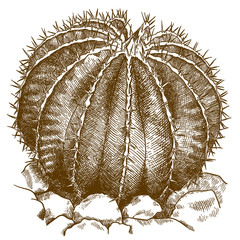 engraving illustration of ferocactus