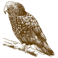 engraving drawing illustration of New Zealand kaka