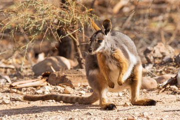 Naklejka premium Yellow-footed Rock-wallaby (Petrogale xanthopus). Gammon Ranges National Park, South Australia, Australia