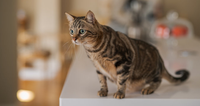 Beautiful short hair cat sitting on white table at home