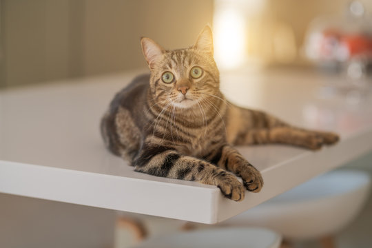 Beautiful short hair cat lying on white table at home