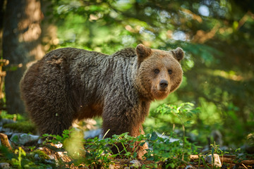 Wild brown bear (Ursus arctos) close up