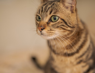Beautiful short hair cat lying on the bed at home