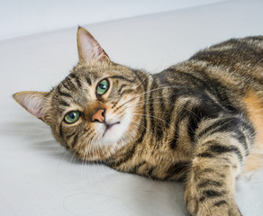 Beautiful short hair cat lying on the bed at home