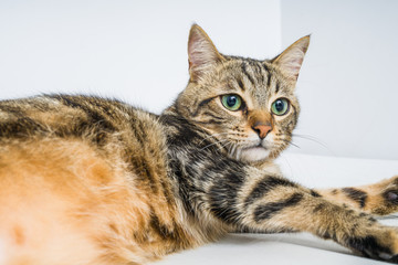 Beautiful short hair cat lying on the bed at home