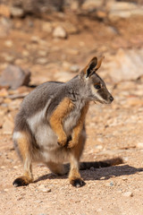Naklejka na ściany i meble Yellow-footed Rock-wallaby (Petrogale xanthopus). Gammon Ranges National Park, South Australia, Australia