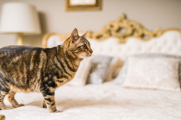 Obraz premium Beautiful short hair cat lying on the bed at home