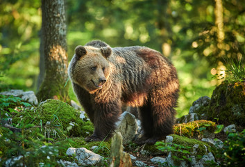 Wild brown bear (Ursus arctos) close up