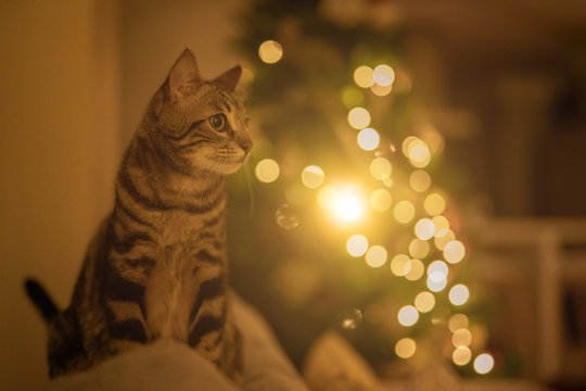 Beautiful short hair cat sitting on the sofa of the bedroom at home with christmas tree at the background