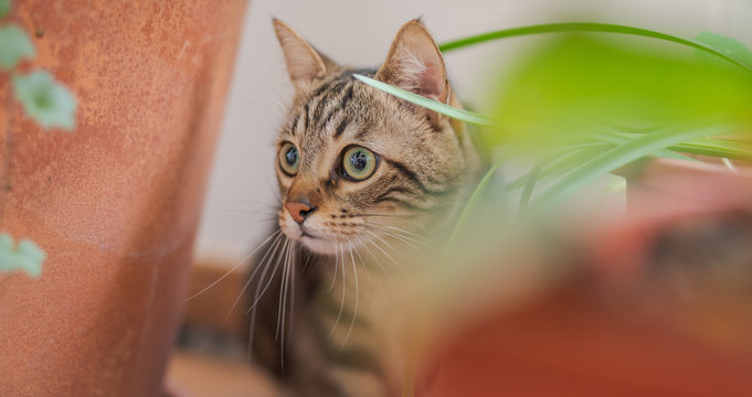Beautiful short hair cat playing with plants at the garden on a sunny day at home