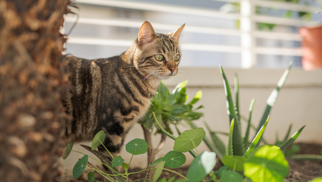 Beautiful short hair cat playing with plants at the garden on a sunny day at home