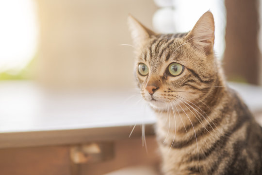 Cute short hair at the garden sittion on a chair outdoors, playing outside on a sunny day